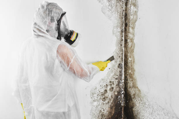 Best Crawl Space Mold Remediation  in Pella, IA